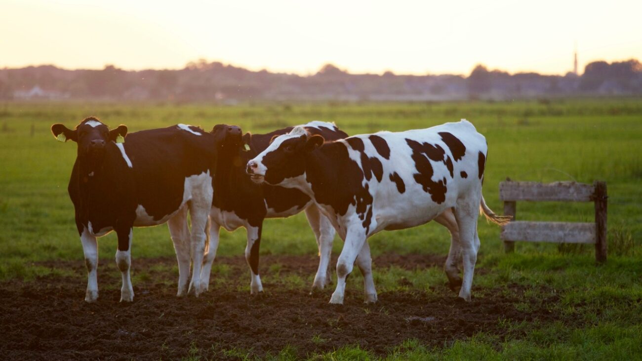 duurzame boeren krijgen hogere beloning voor melk