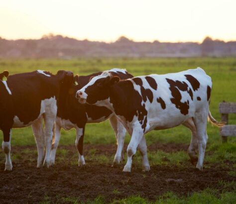duurzame boeren krijgen hogere beloning voor melk