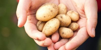 ChainCraft en Avebe willen fabriek voor vetzuren uit aardappelsap in Ter Apelkanaal